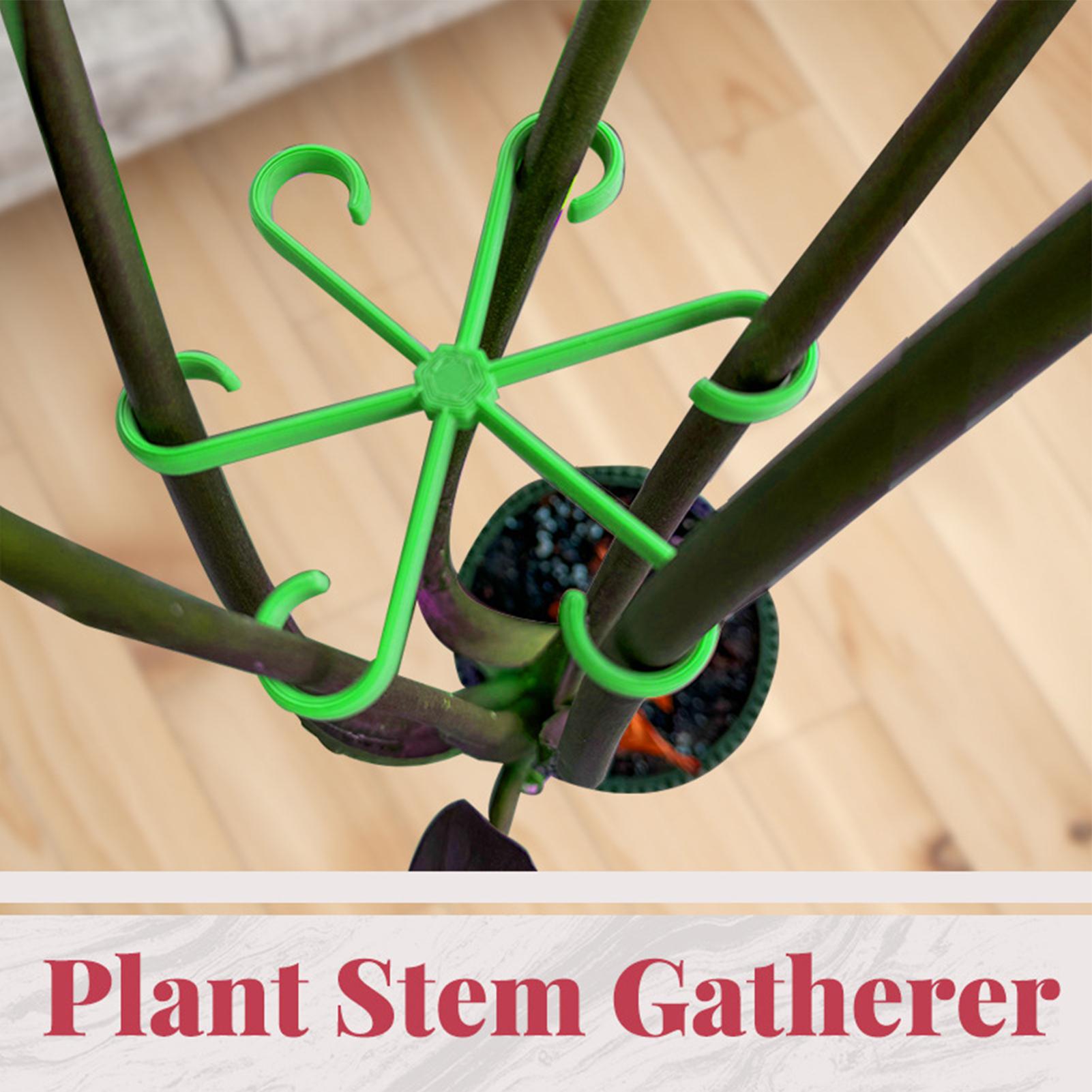 4Pcs Plants Stem Support Clips - đánh giá và giá Variegated Monstera Node