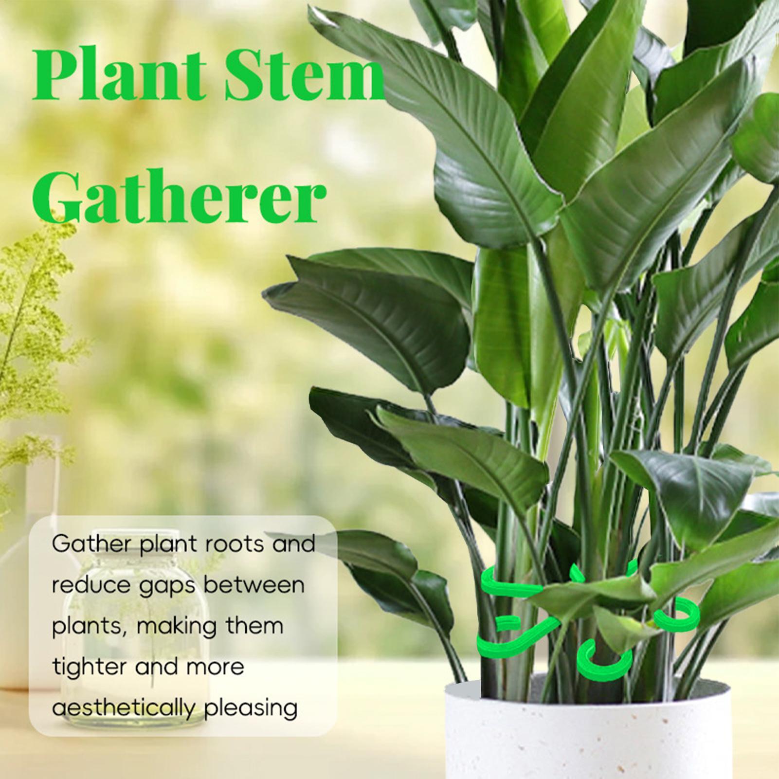 4Pcs Plants Stem Support Clips - đánh giá và giá Variegated Monstera Node